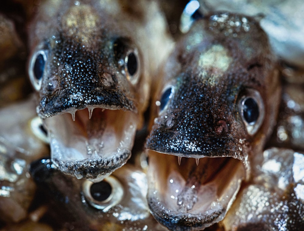 a group of fish with their mouths open