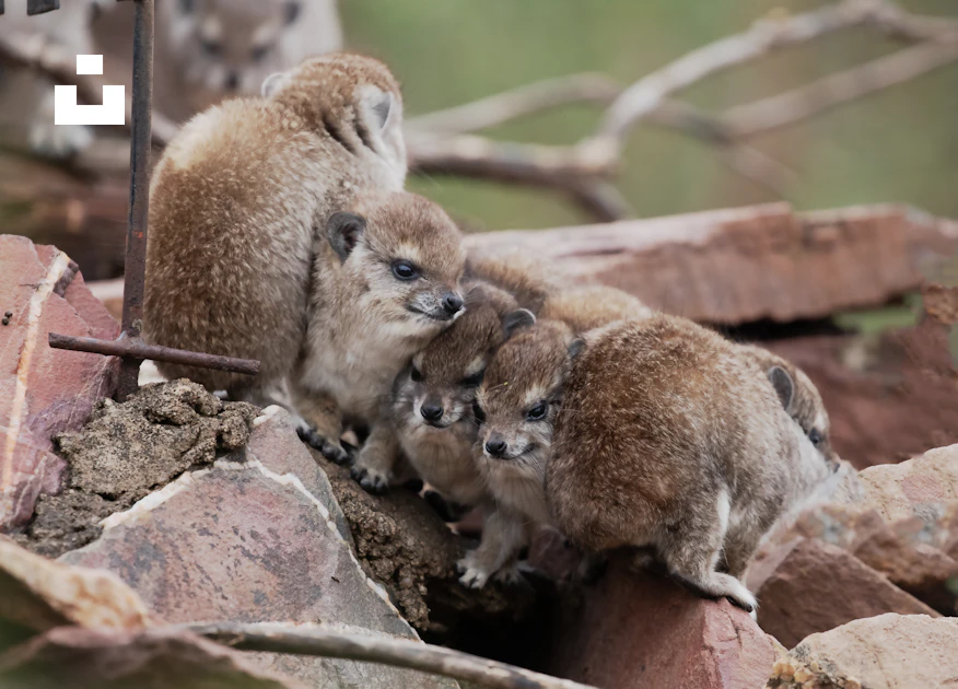 Animals That Collect Rocks A group of small animals standing on top of a pile of rocks photo ...