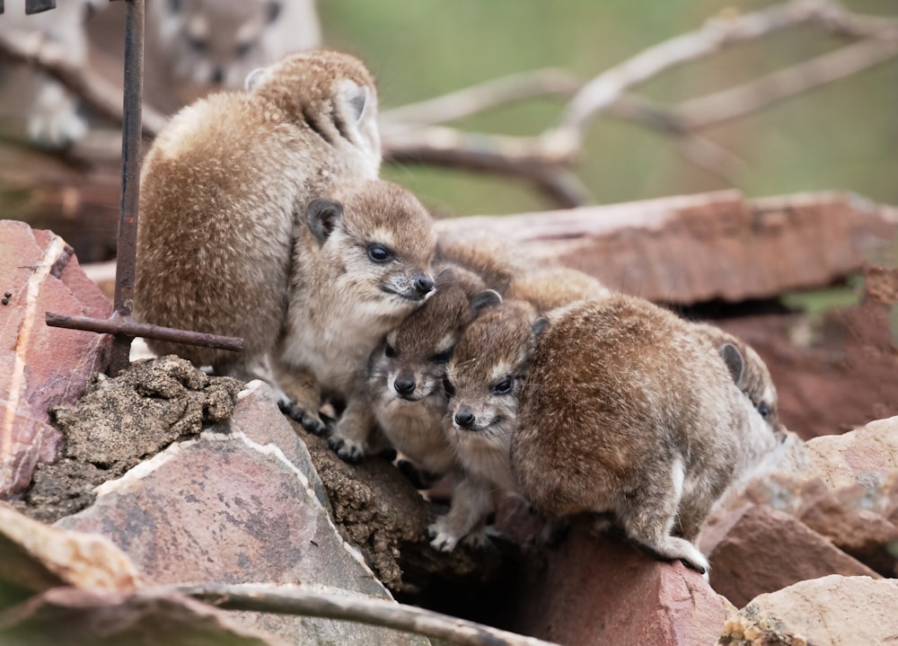 a group of small animals standing on top of a pile of rocks