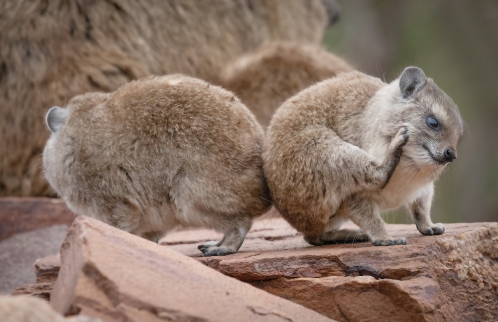 a couple of small animals standing on top of a rock