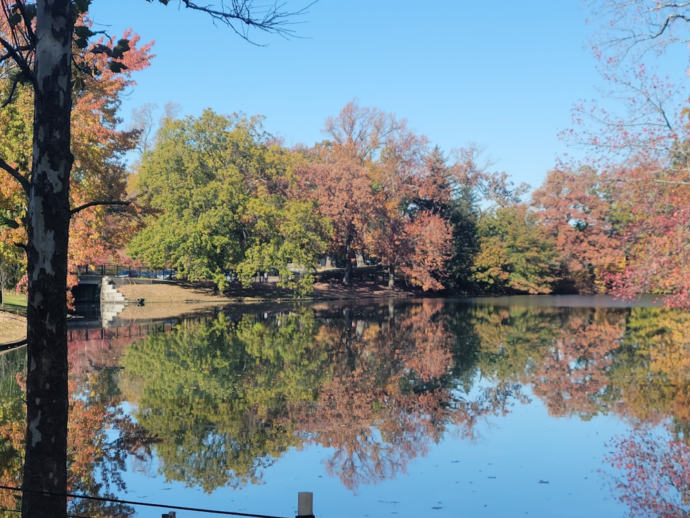 a body of water surrounded by lots of trees