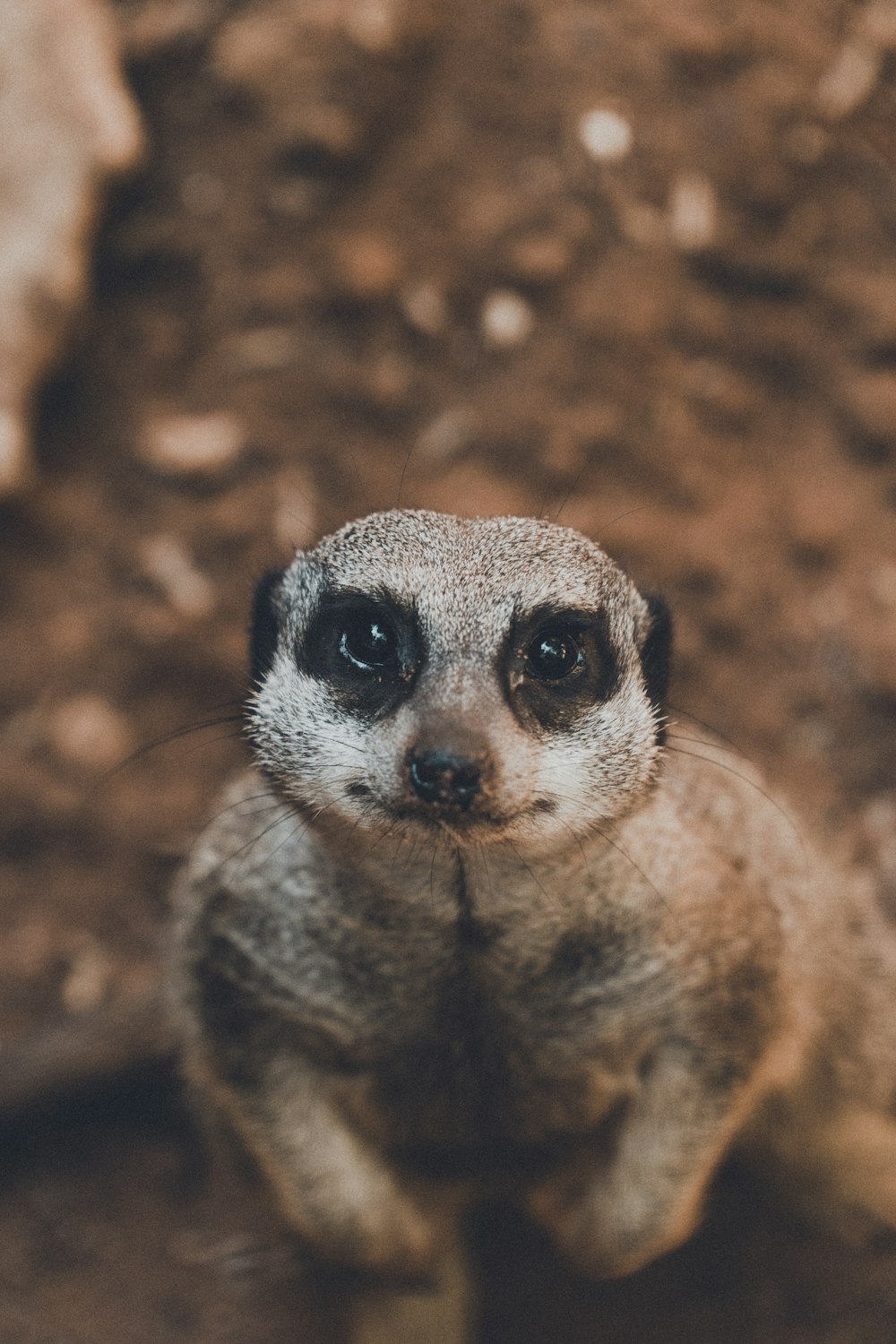 a close up of a small animal on a dirt ground