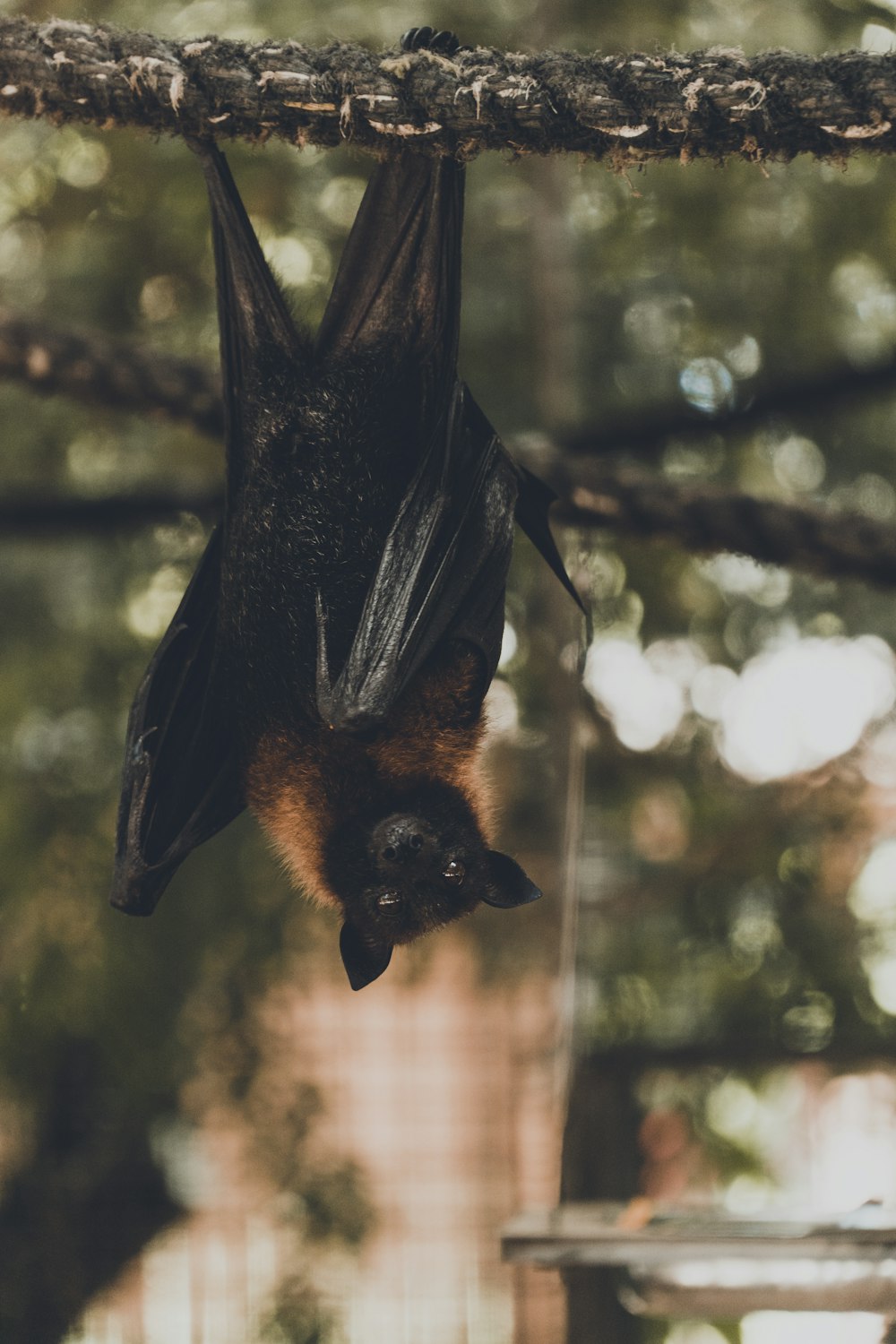 a bat hanging upside down on a tree branch