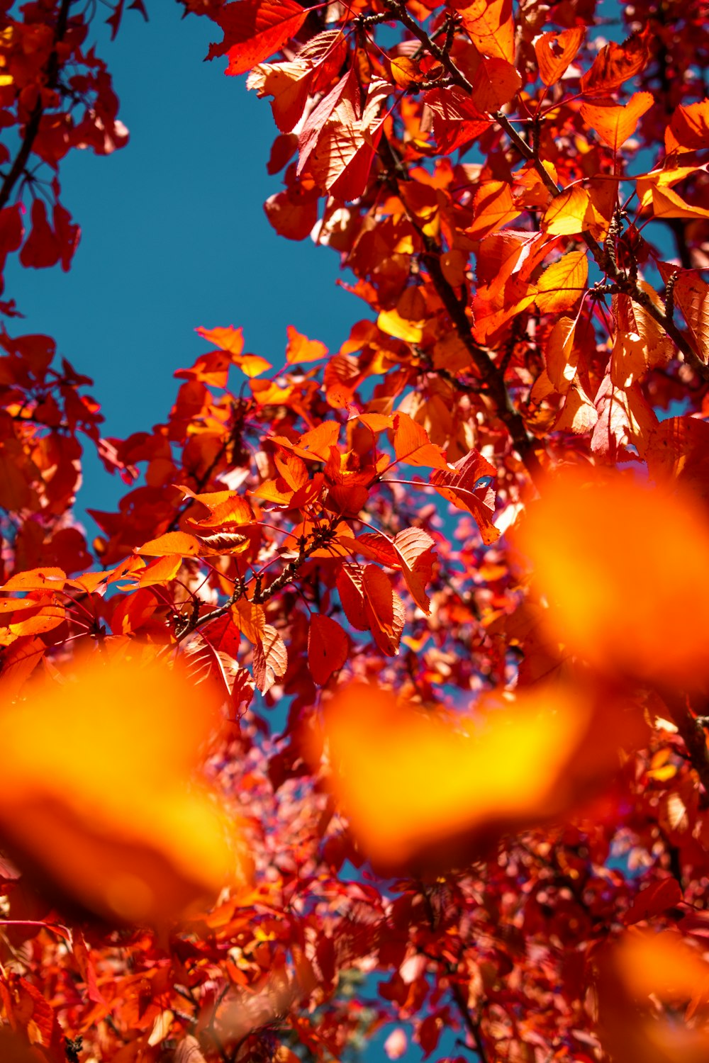 a tree with red leaves and a blue sky in the background