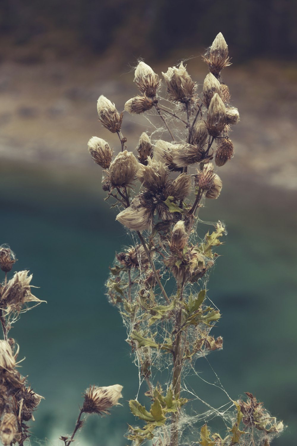 a close up of a plant with a body of water in the background