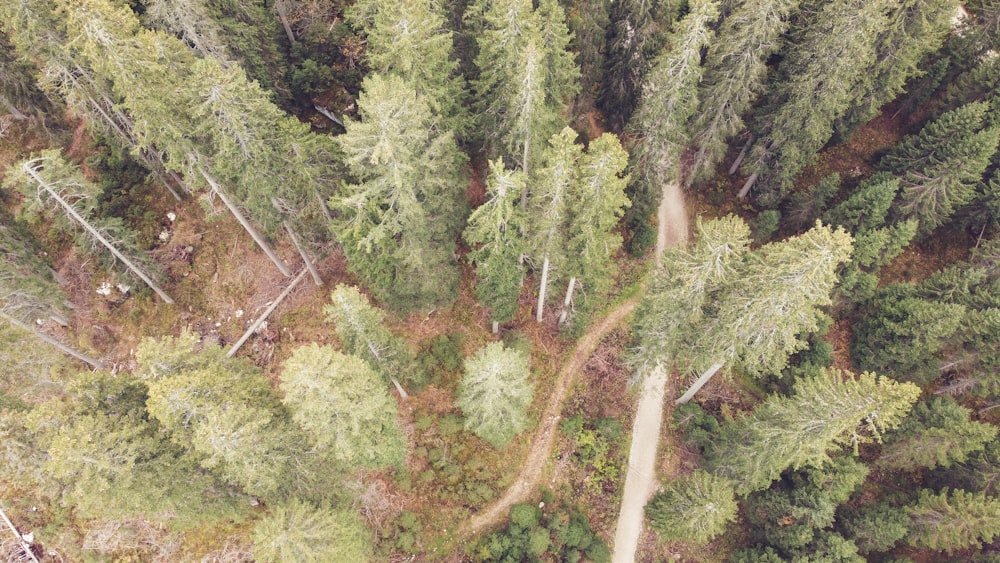 an aerial view of a road in the middle of a forest