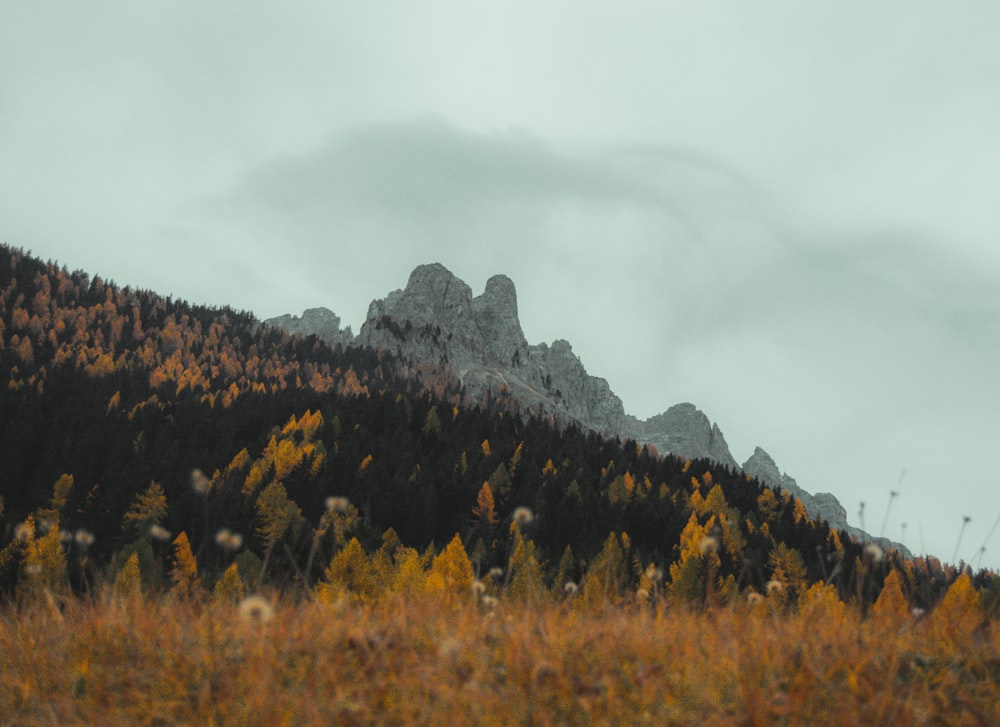 a grassy field with a mountain in the background