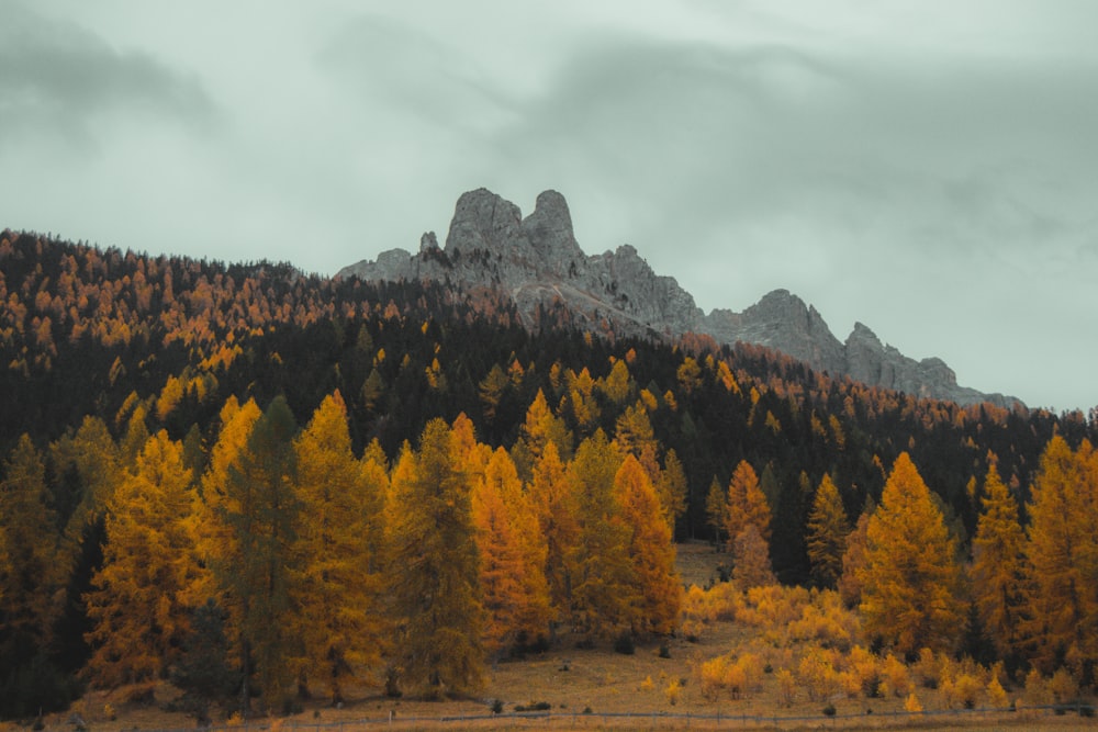 a mountain with trees in the foreground and a cloudy sky in the background