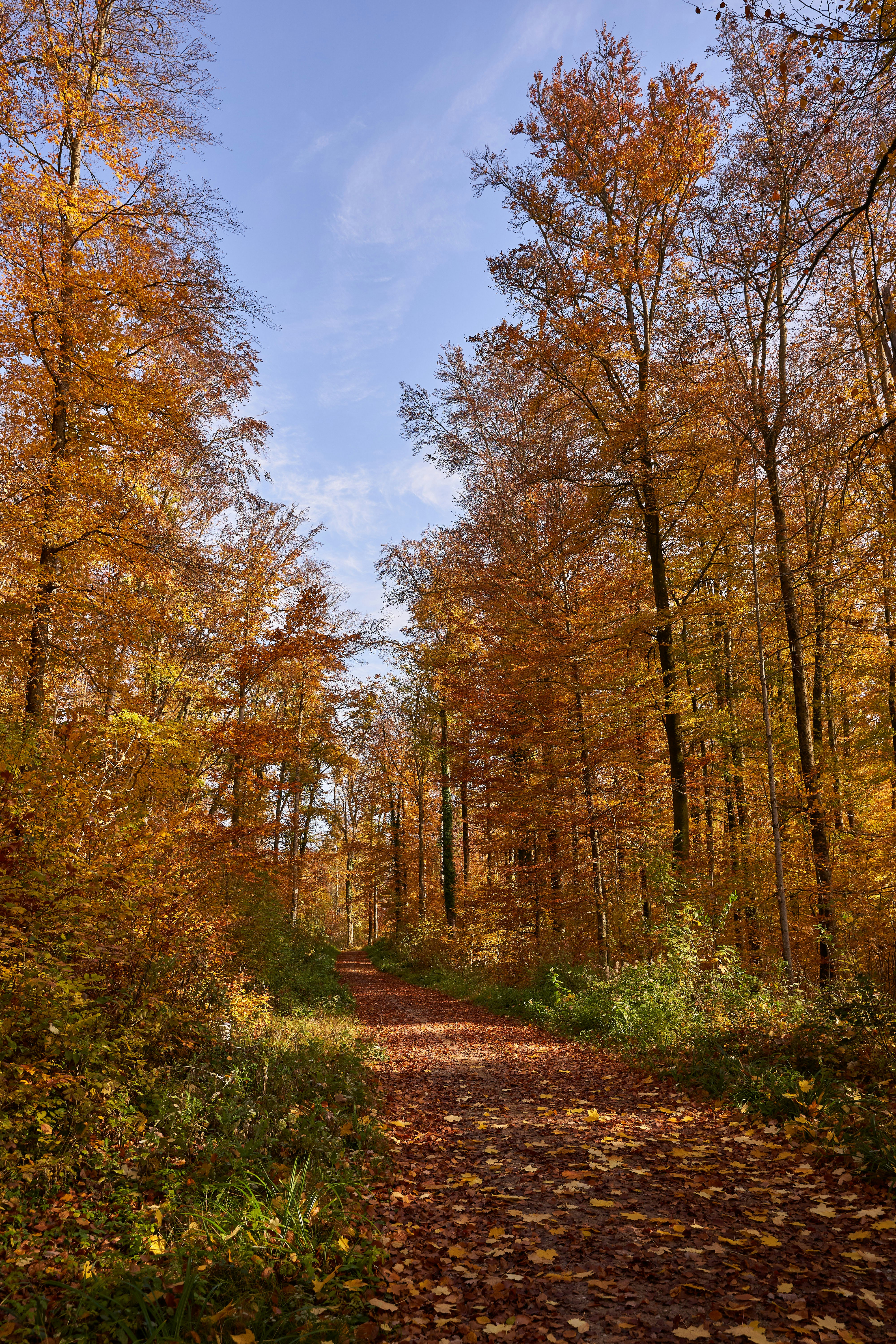 Photo by wolfgang_hasselmann