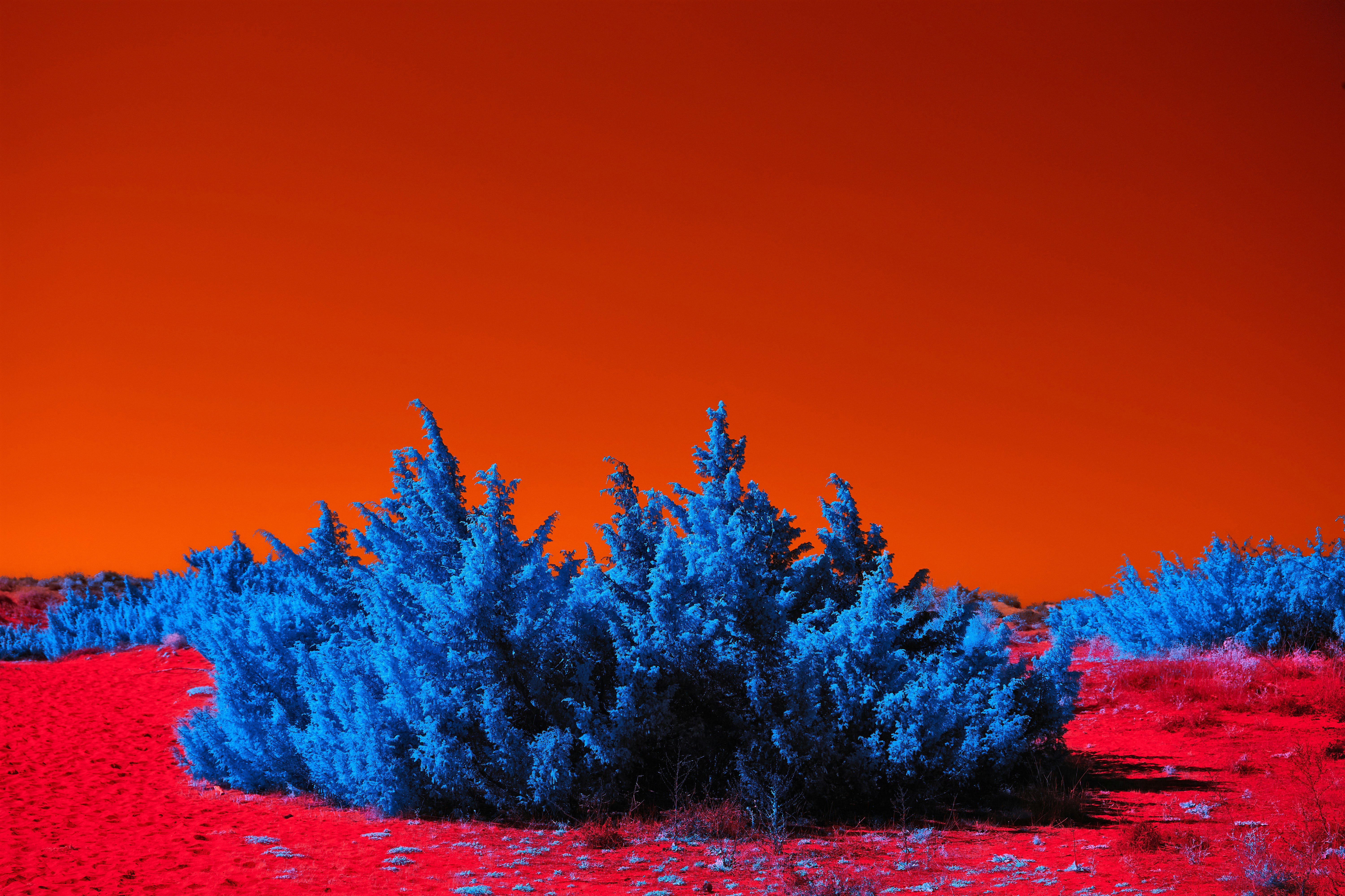 Photo by wolfgang_hasselmann