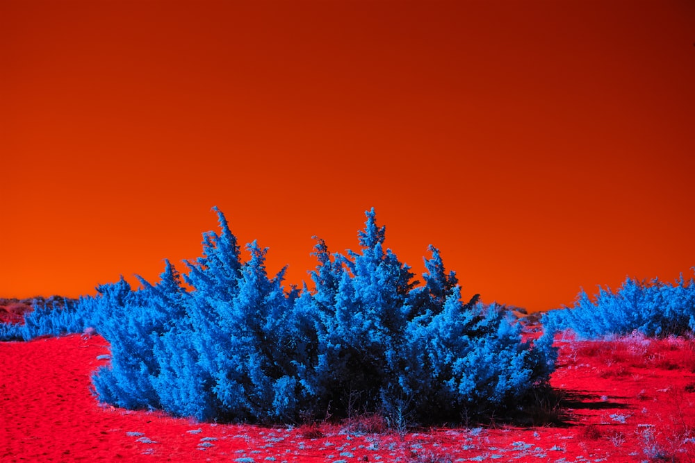 a blue bush in a red field with a red sky in the background