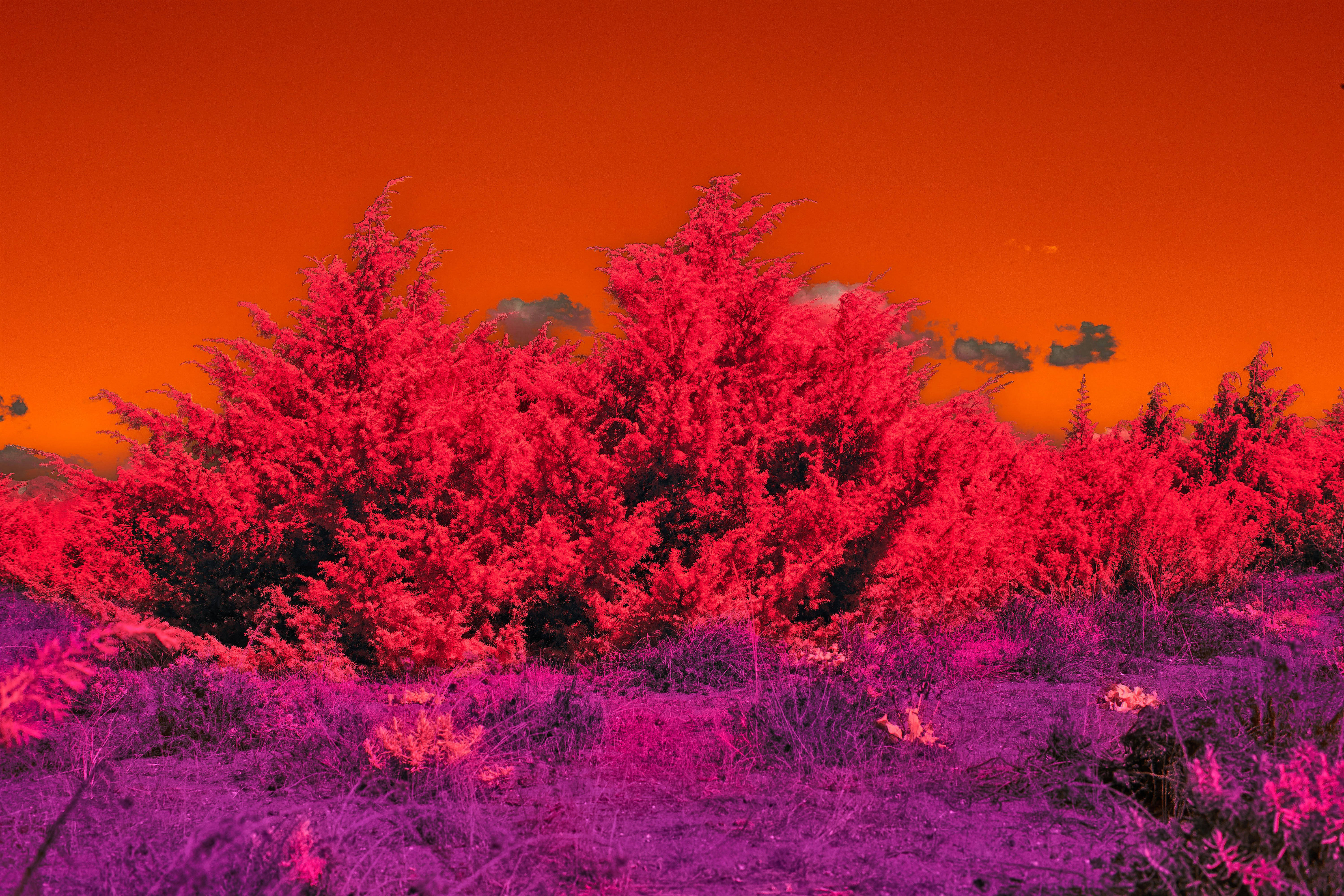 Photo by wolfgang_hasselmann