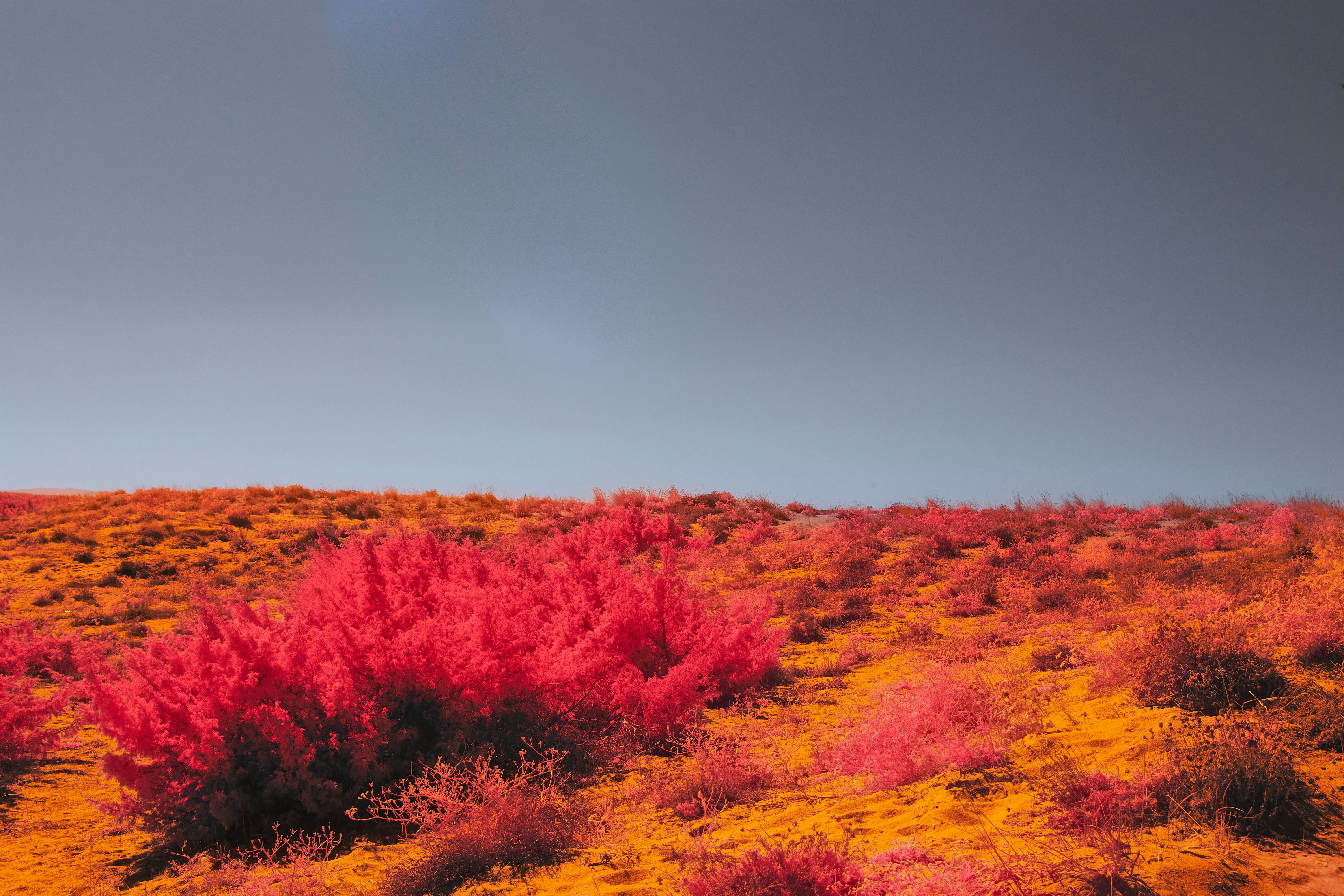 Photo by wolfgang_hasselmann