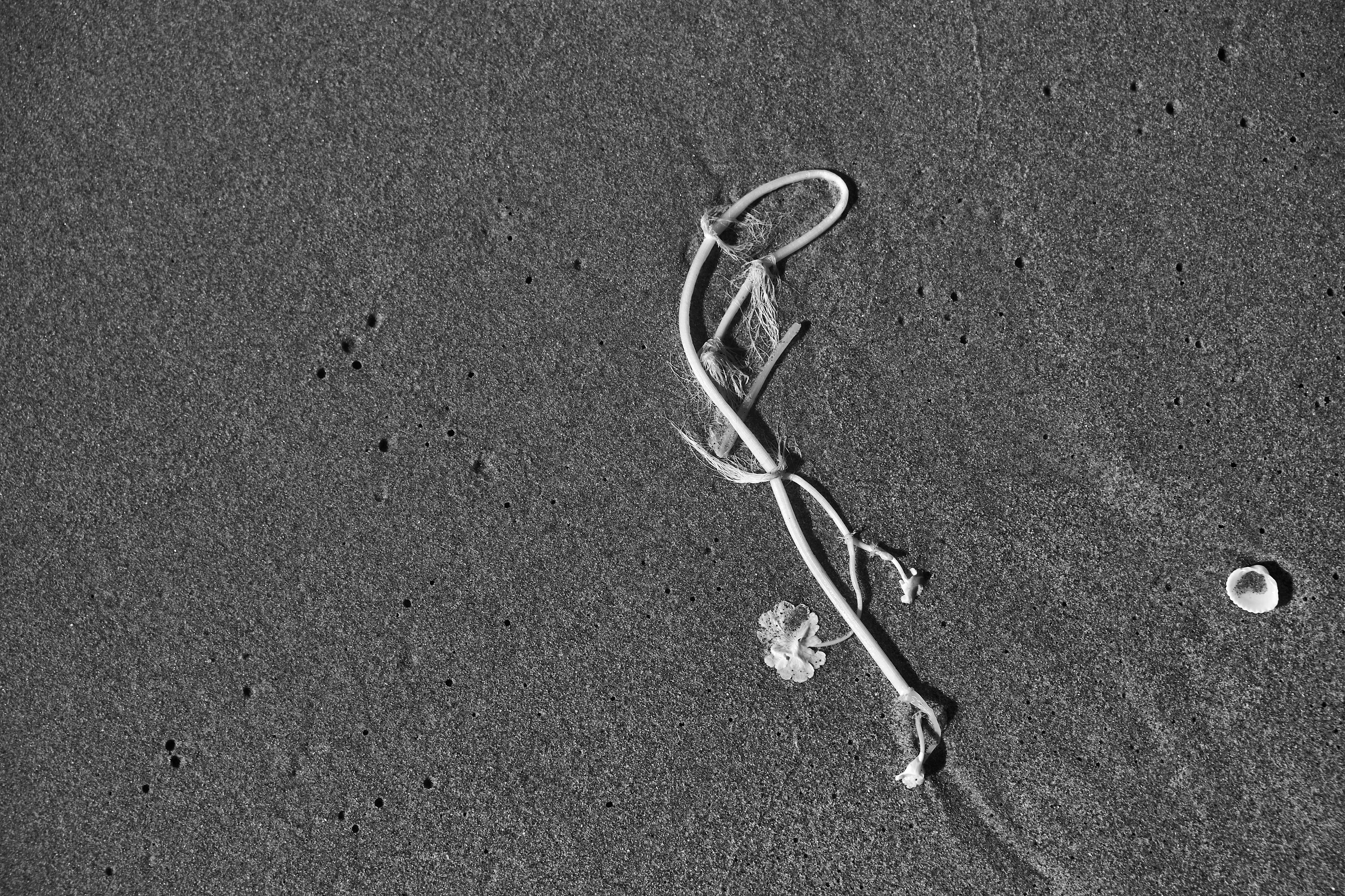 Photo by wolfgang_hasselmann