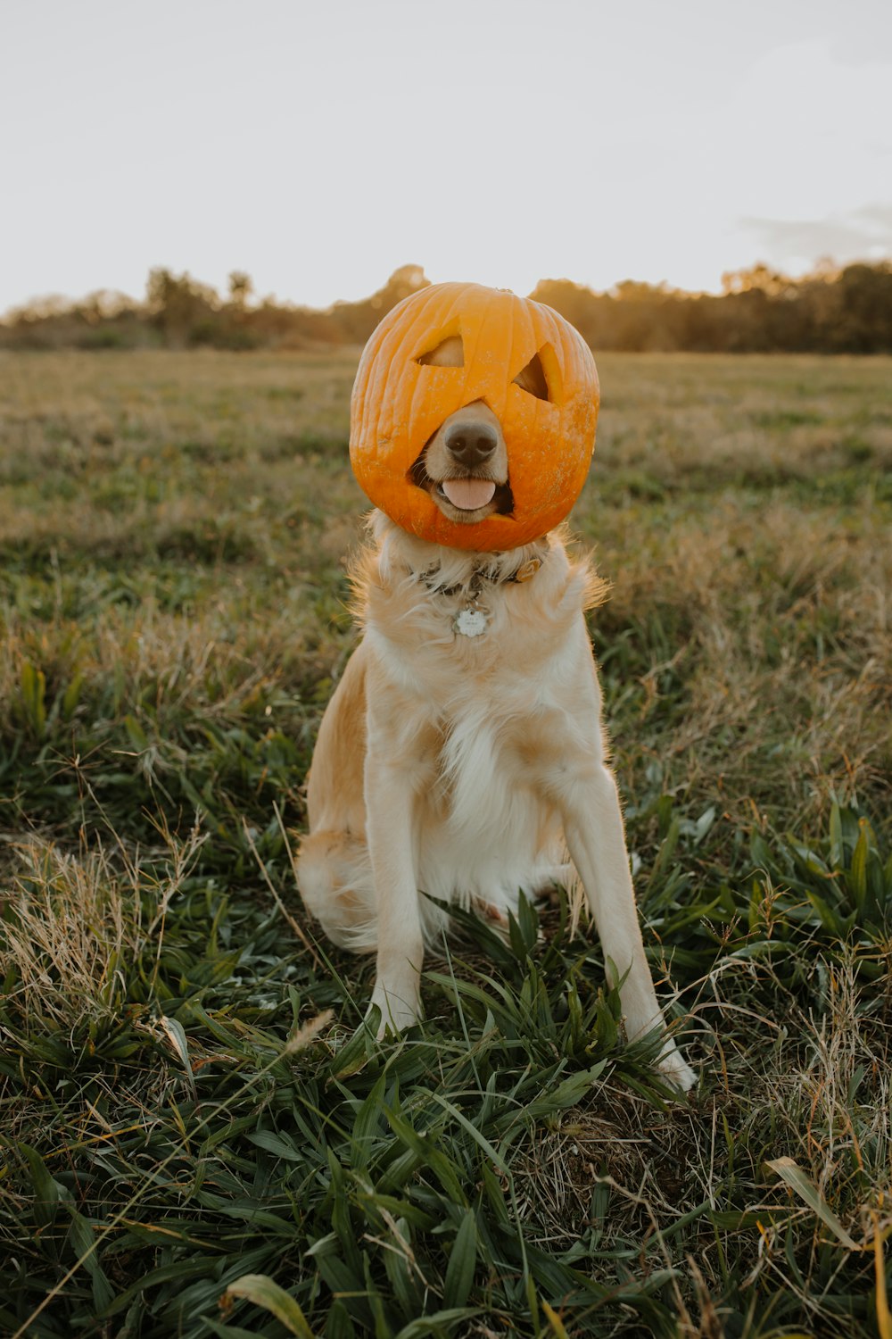 a dog with a pumpkin on its head