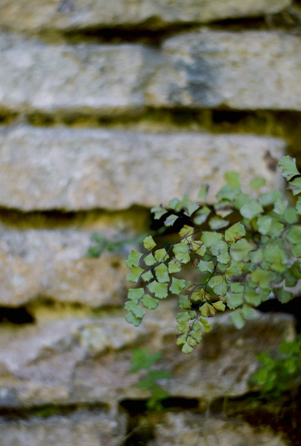 a plant growing out of a crack in a stone wall