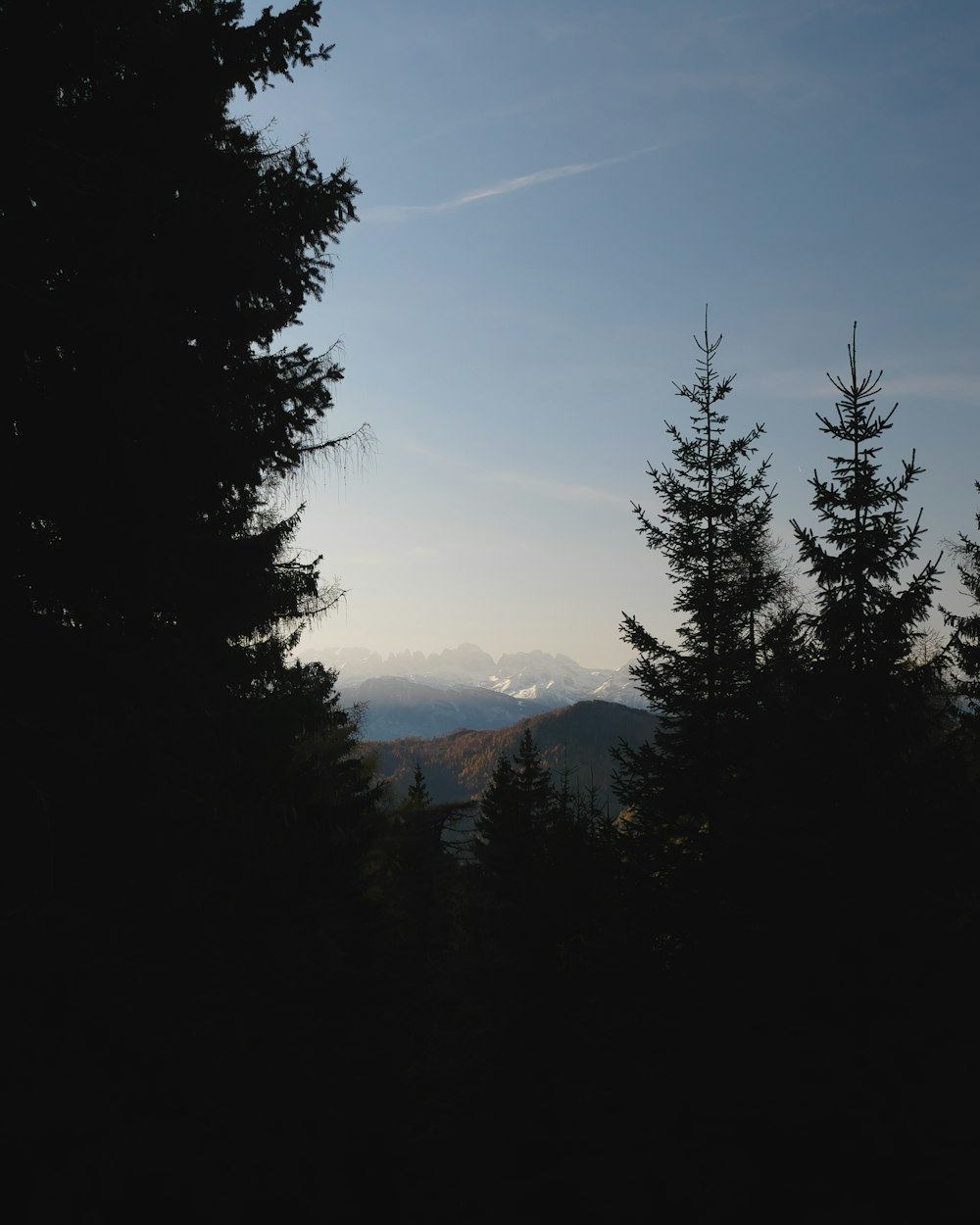 the silhouette of trees against a blue sky with mountains in the distance