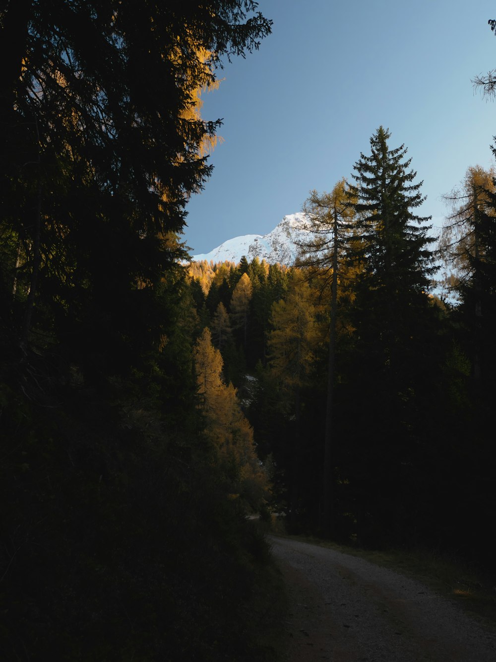 a dirt road surrounded by trees with a mountain in the background