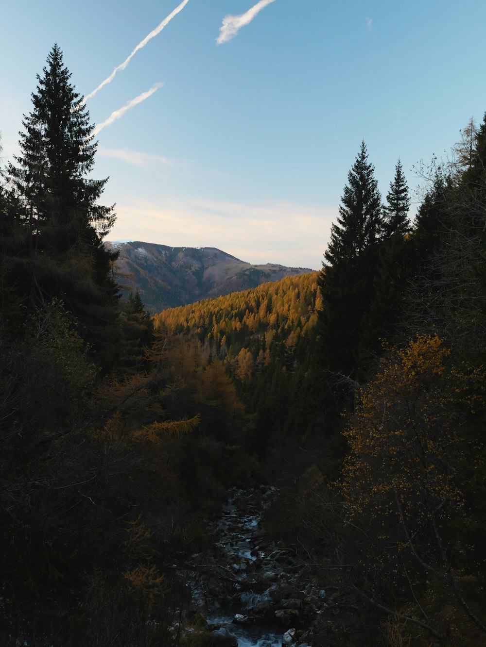 a stream running through a forest filled with trees