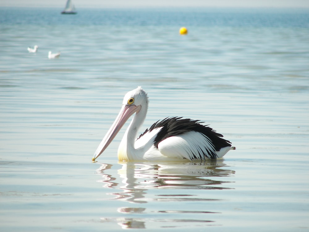 a large white and black bird floating on top of a body of water