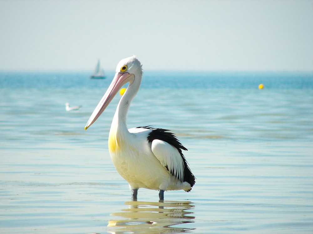 a pelican standing in the water with a sailboat in the background