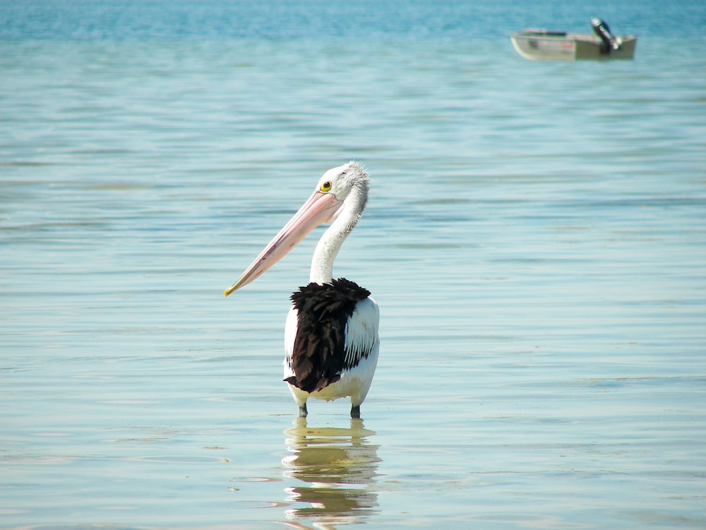 a bird standing in the water with a boat in the background