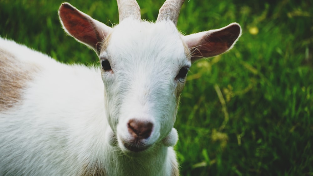 a close up of a goat in a field of grass