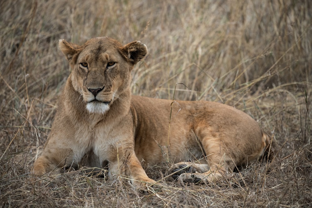 a lion laying in a field of dry grass