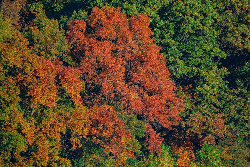 a group of trees that are in the woods