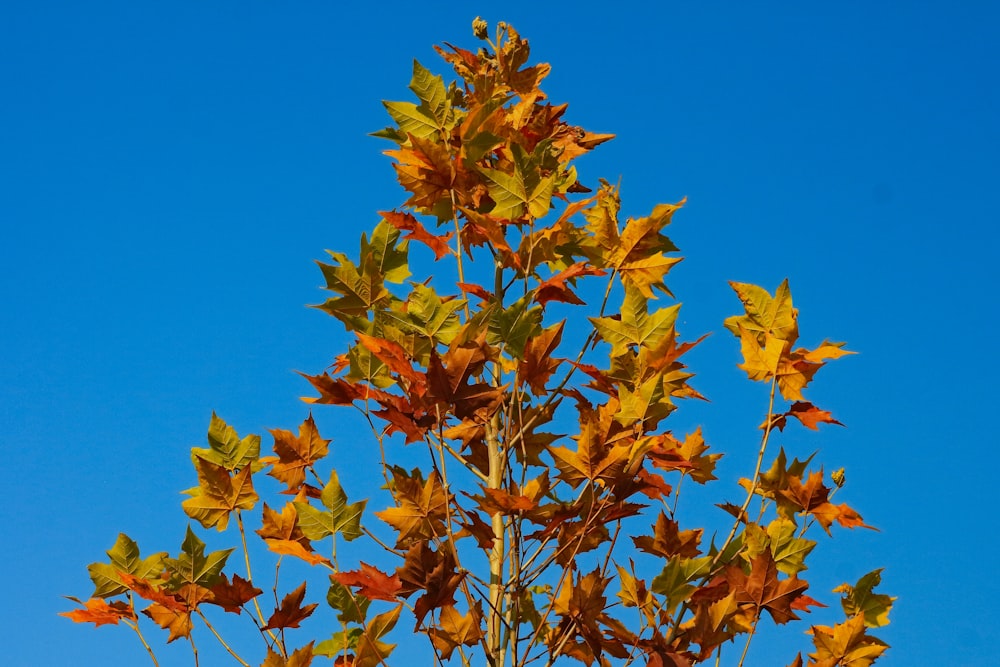 a tree with yellow and red leaves against a blue sky