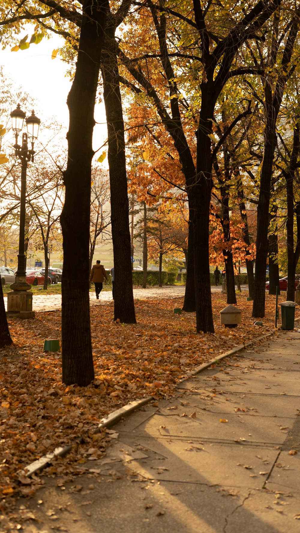 a park with lots of trees and leaves on the ground