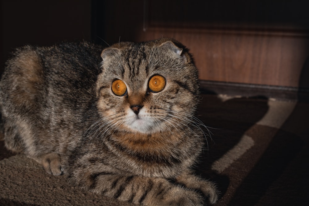 a cat sitting on the floor looking at the camera