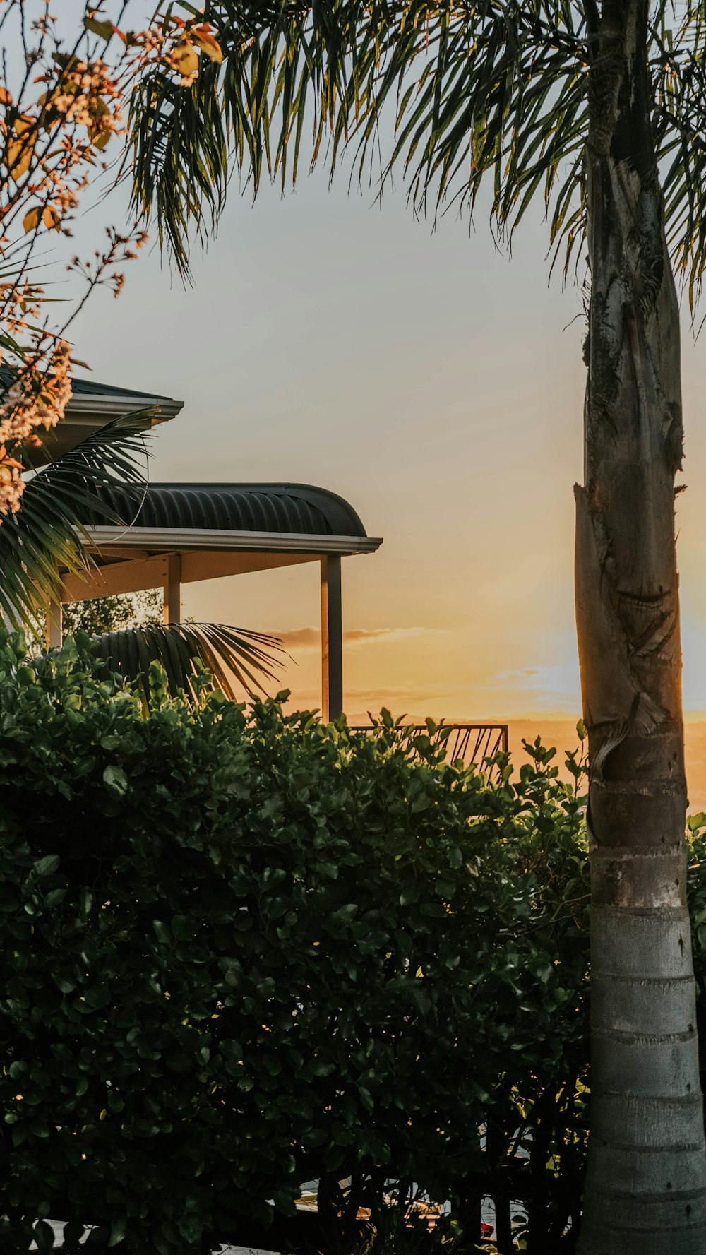 una palmera frente a un edificio con una puesta de sol al fondo