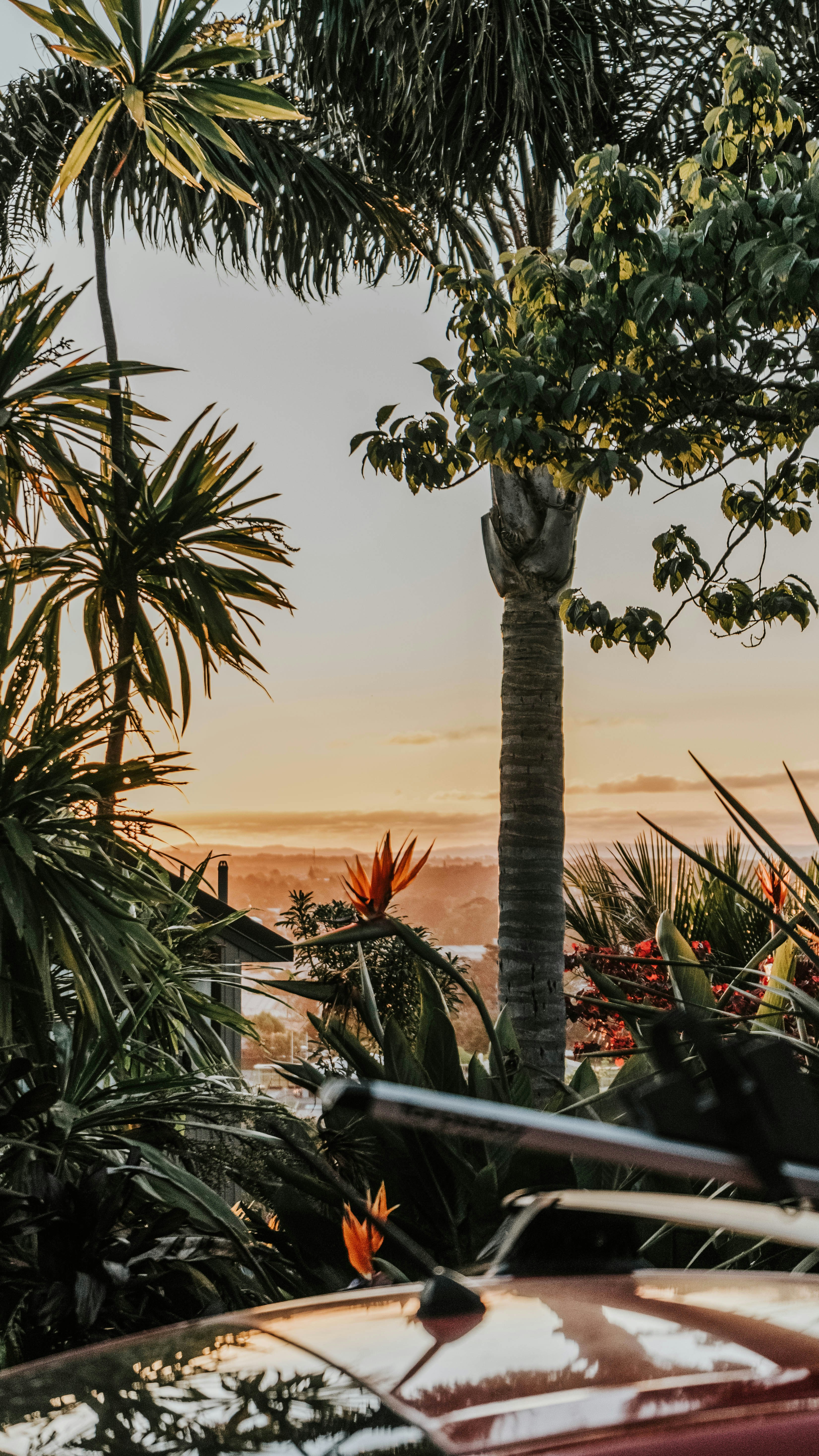 a car parked in front of a palm tree