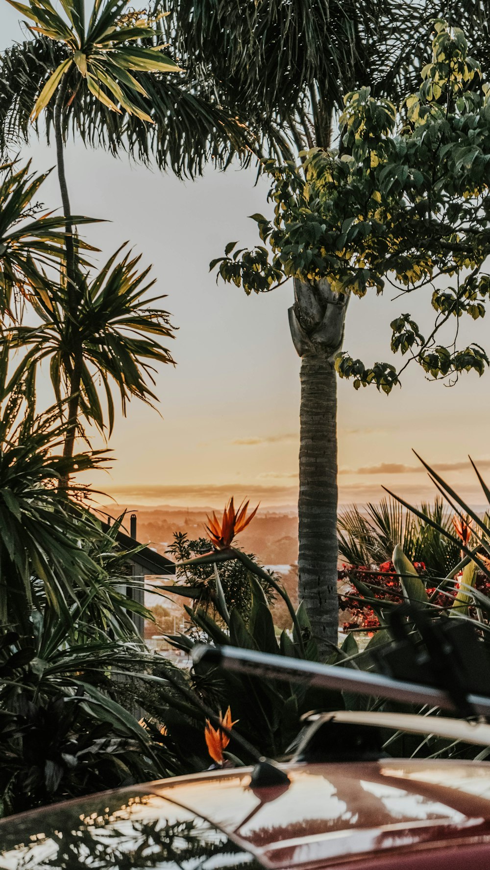 a car parked in front of a palm tree