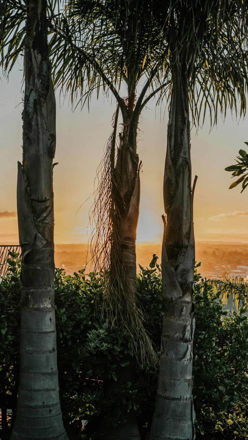 a couple of palm trees sitting next to each other