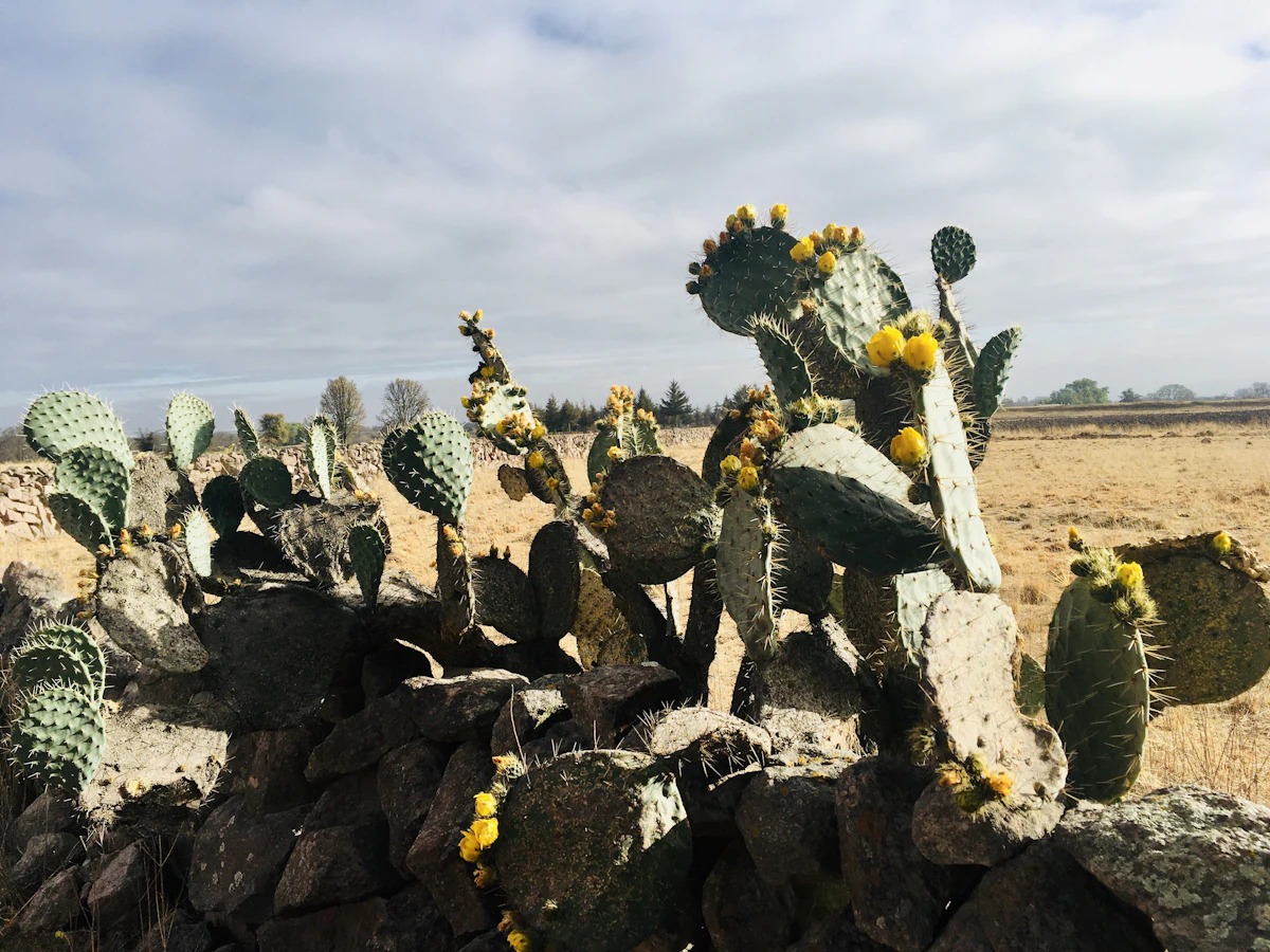 Prickly pear cactus in yellow flower growing from a dry stone wall in Querétaro