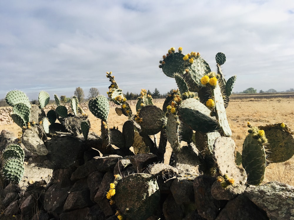 a bunch of cactus plants growing out of a rock wall