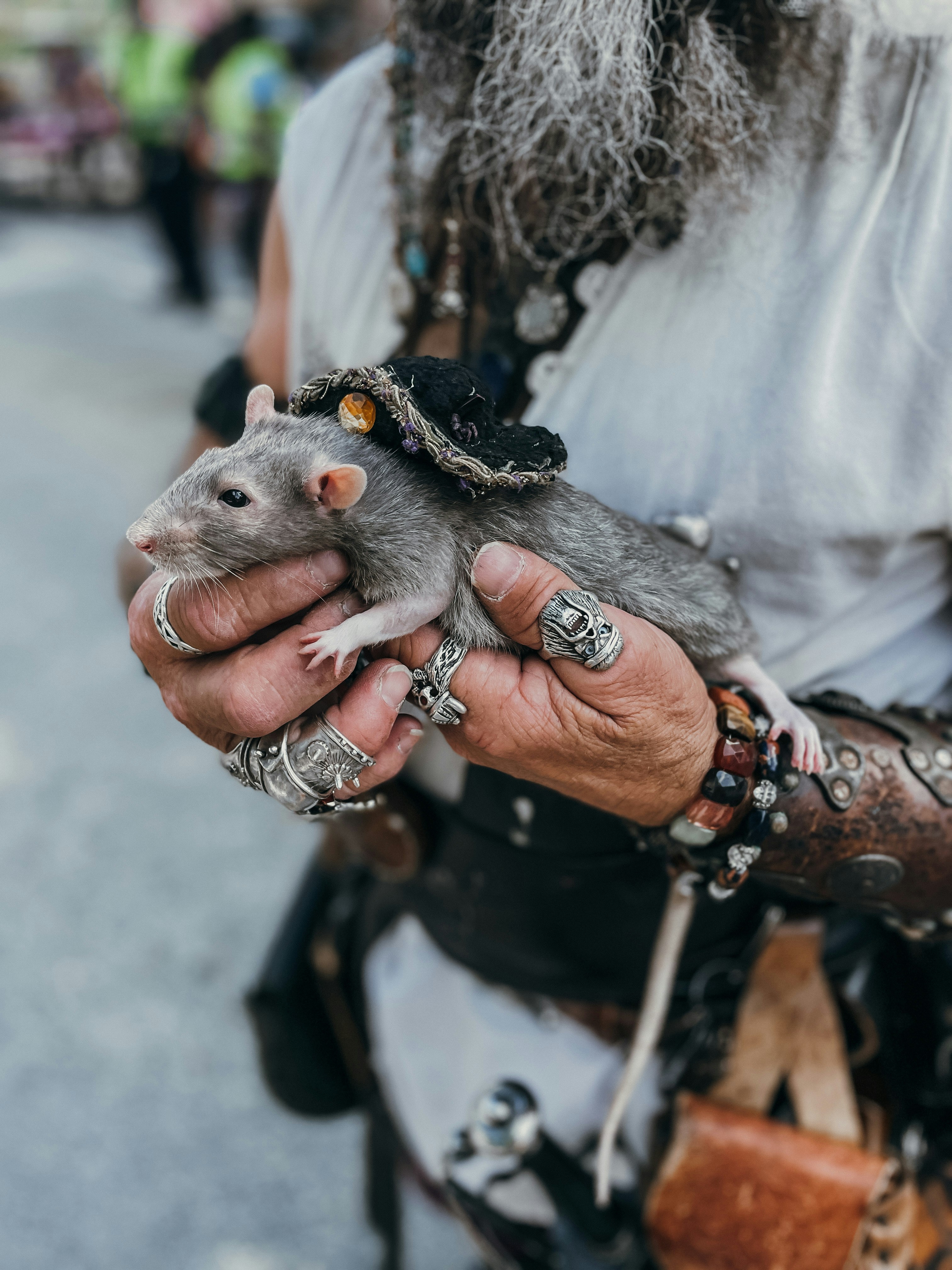 Rescue Stories: Saving and Adopting Rats (image credits: unsplash)