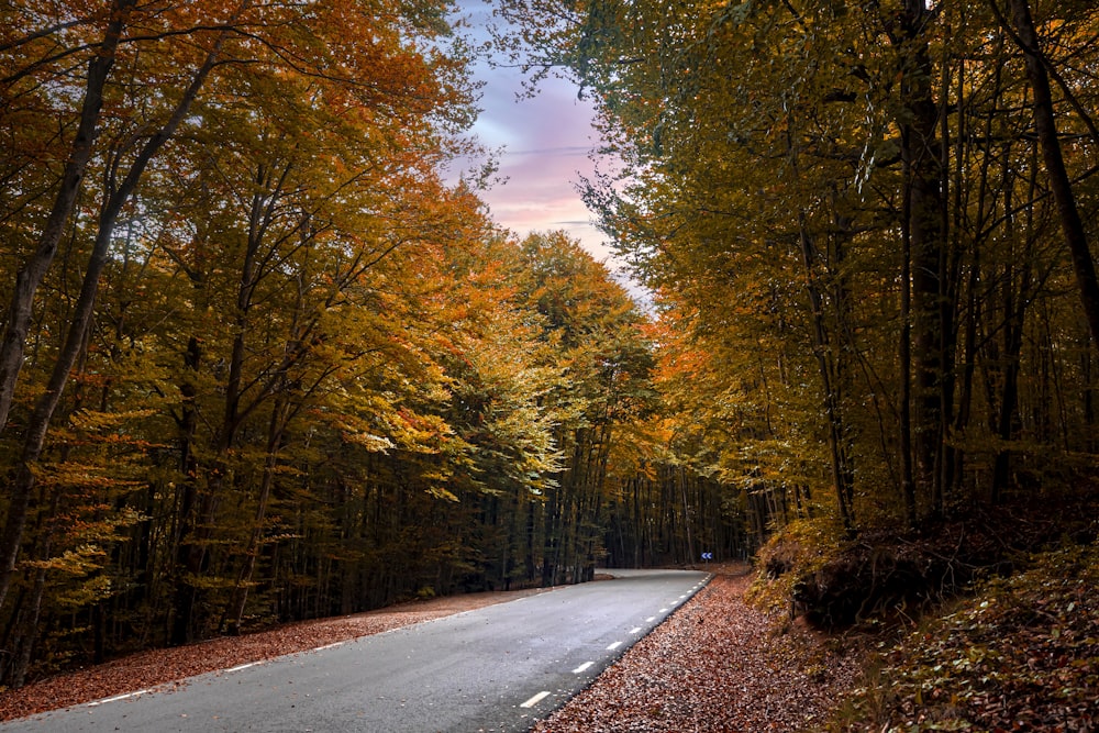 a road in the middle of a forest with lots of trees