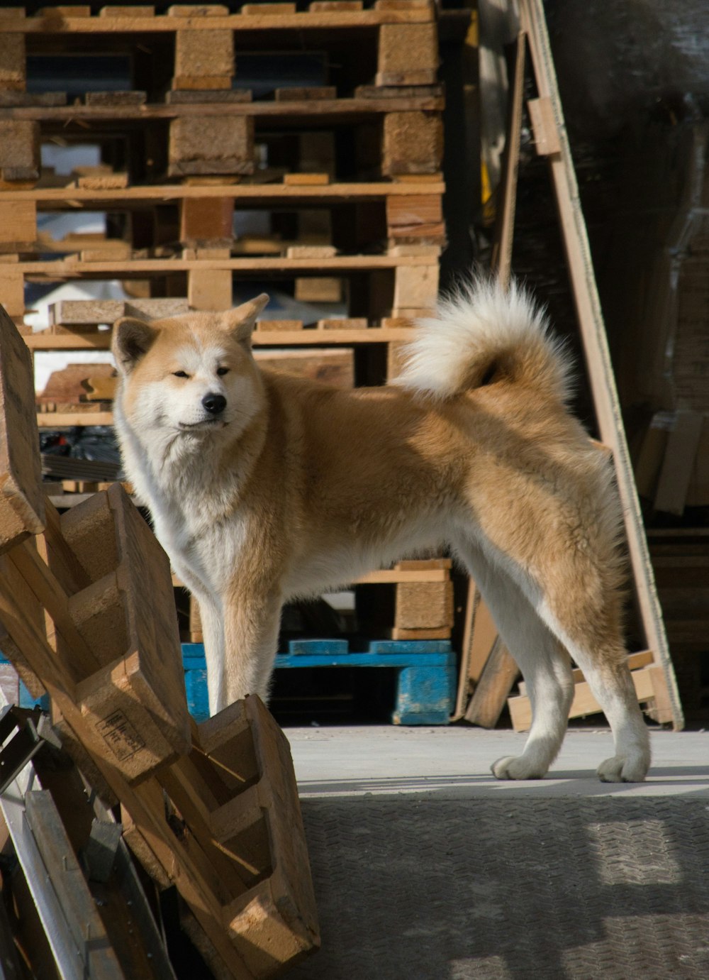 um cão marrom e branco de pé ao lado de uma pilha de madeira