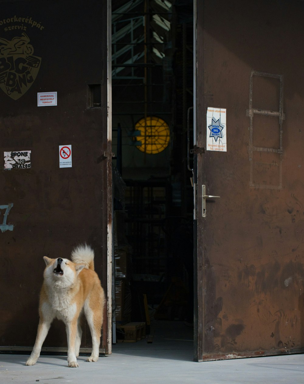 Ein braun-weißer Hund steht vor einer Tür