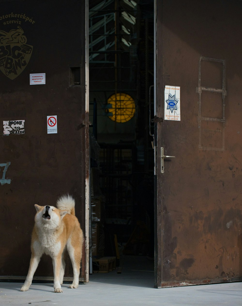 Un perro marrón y blanco parado frente a una puerta