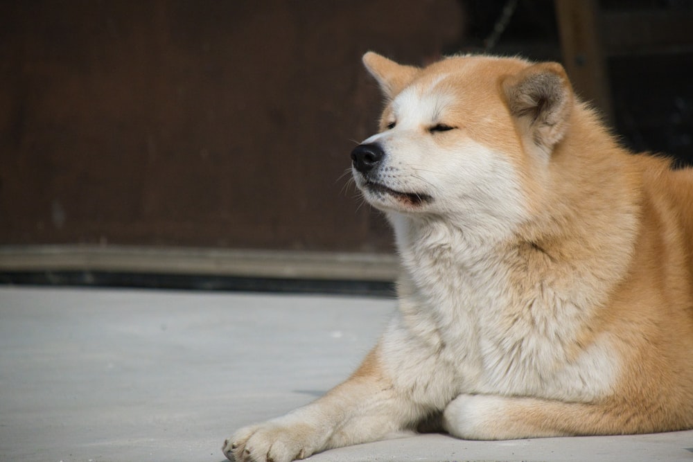 a close up of a dog laying on the ground