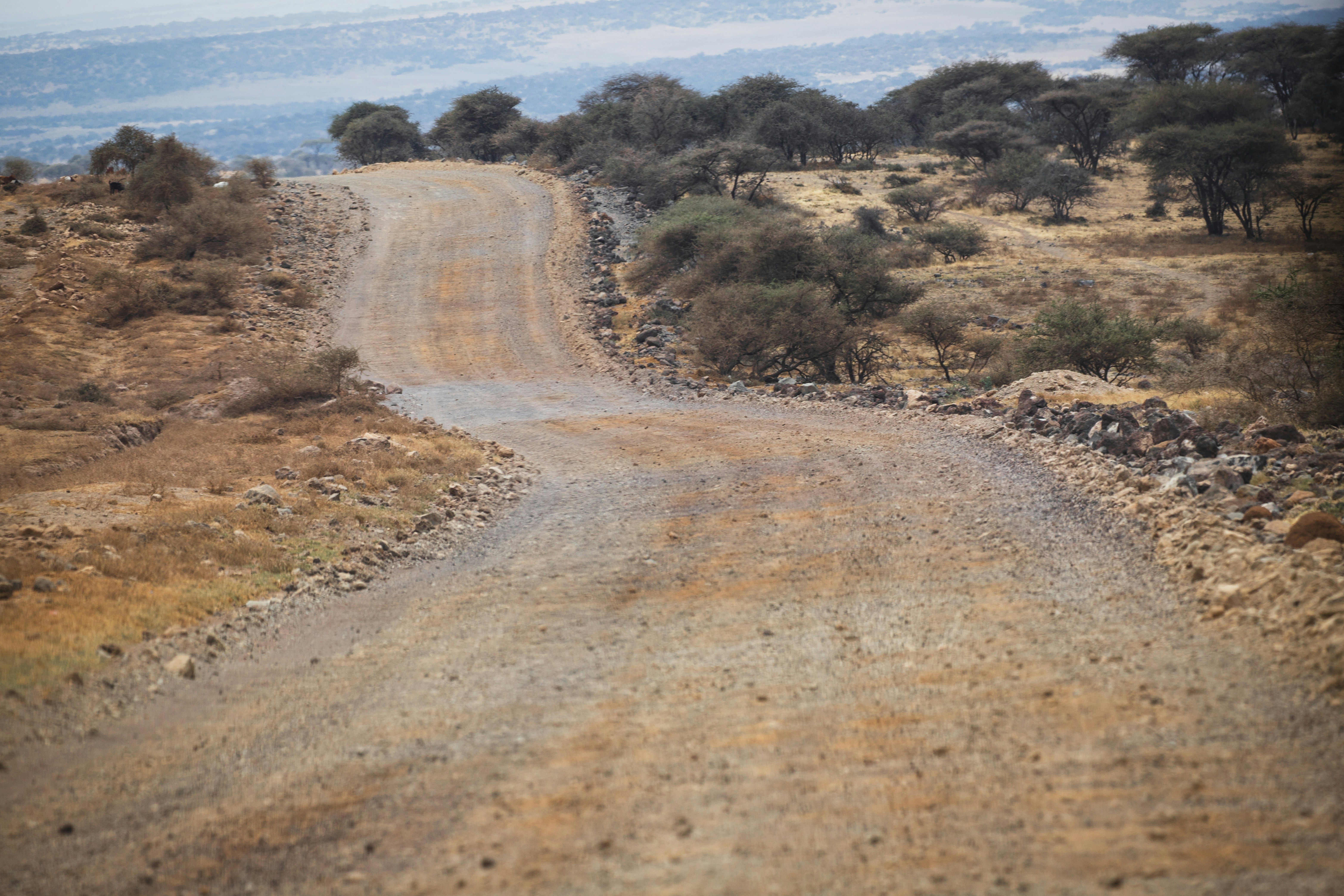 a bear walking down a dirt road in the middle of a field