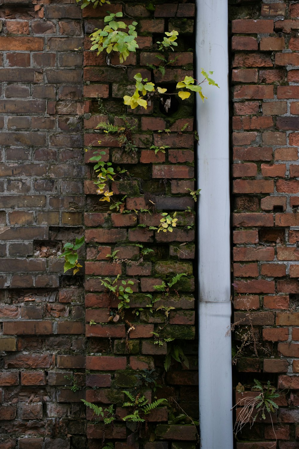 a brick wall with vines growing on it
