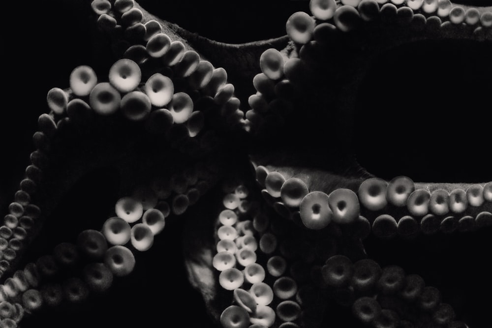 Una foto en blanco y negro de un pulpo
