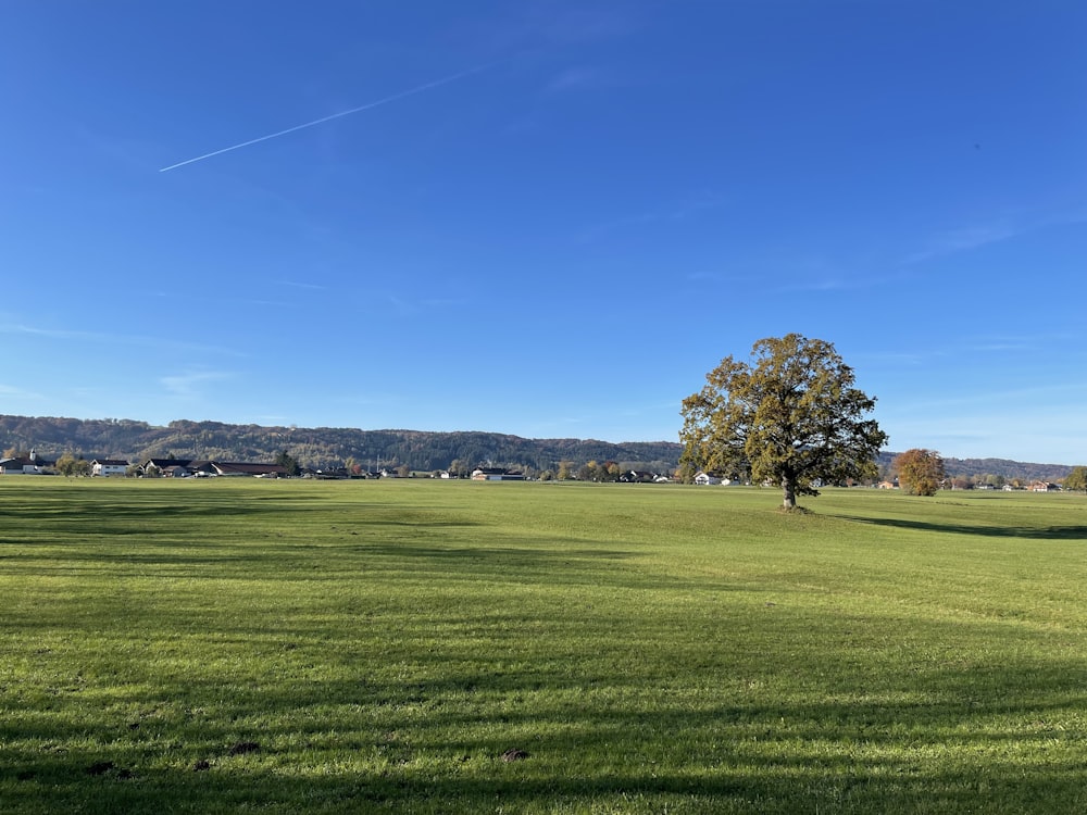 a lone tree in the middle of a green field