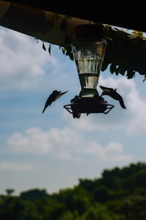 Two birds are hovering near a feeder filled with liquid, which is suspended under the eaves with foliage wrapped around it. The scene is set against a backdrop of a partly cloudy sky and distant greenery, creating a natural and serene atmosphere.