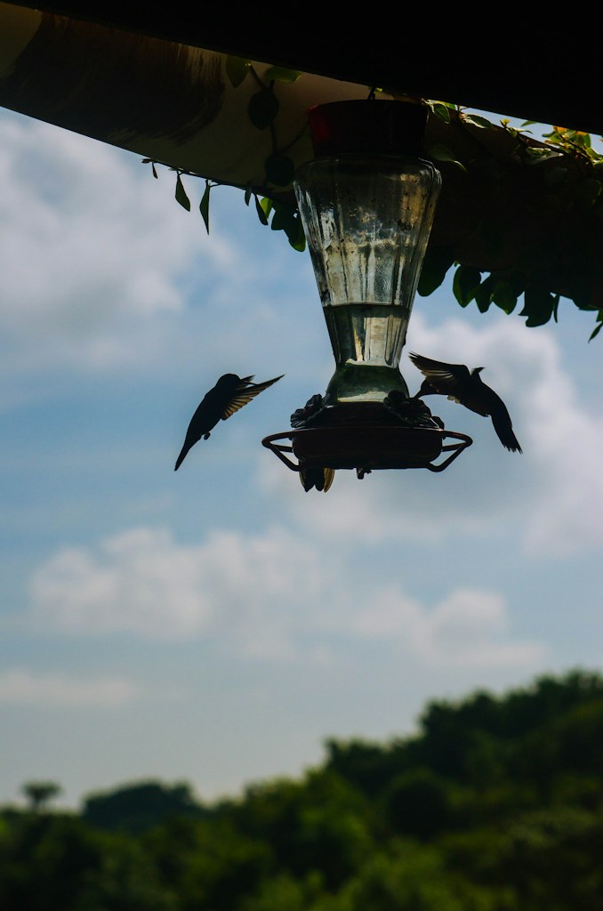 Ceramic Bird Feeder